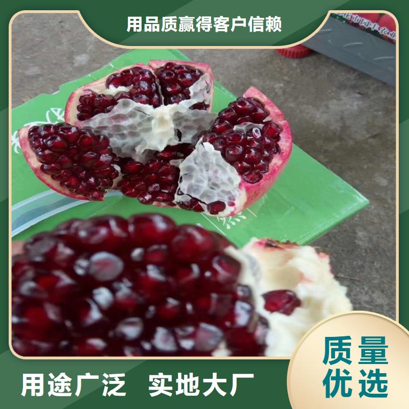石榴梨树苗优质原料