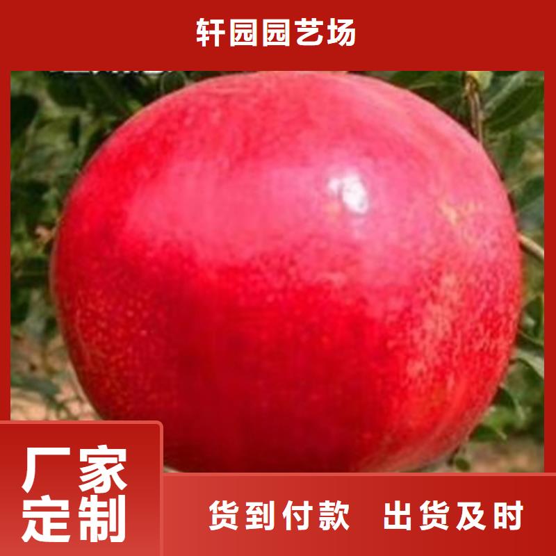 【石榴】藍莓苗省心又省錢