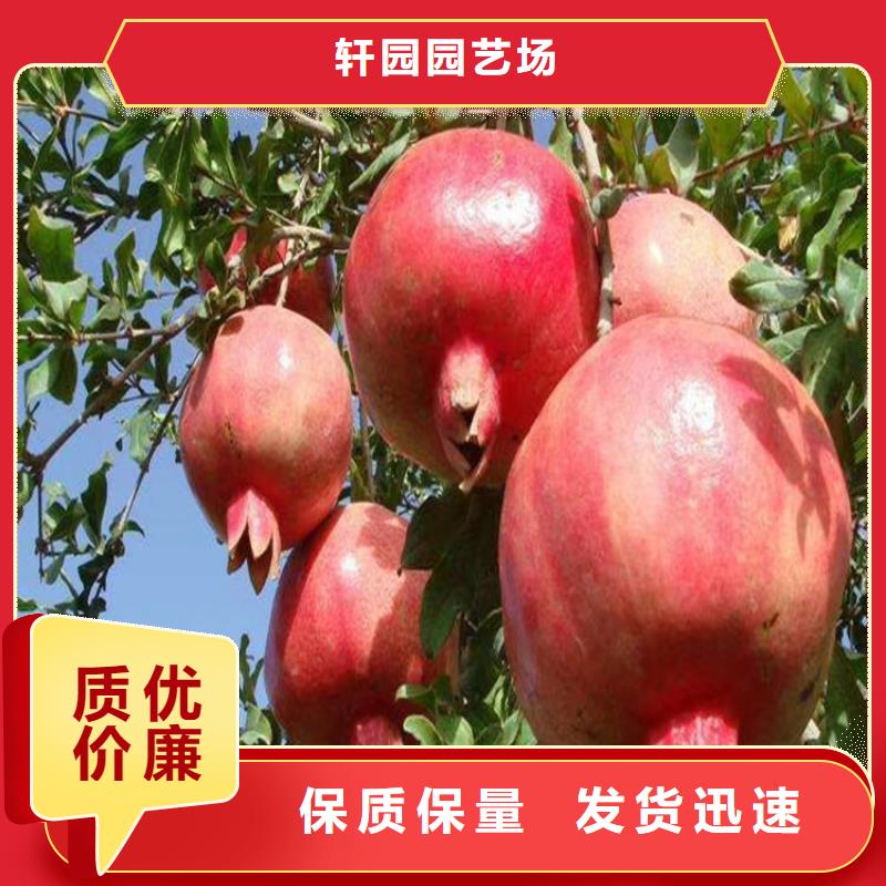石榴苹果苗甄选好物