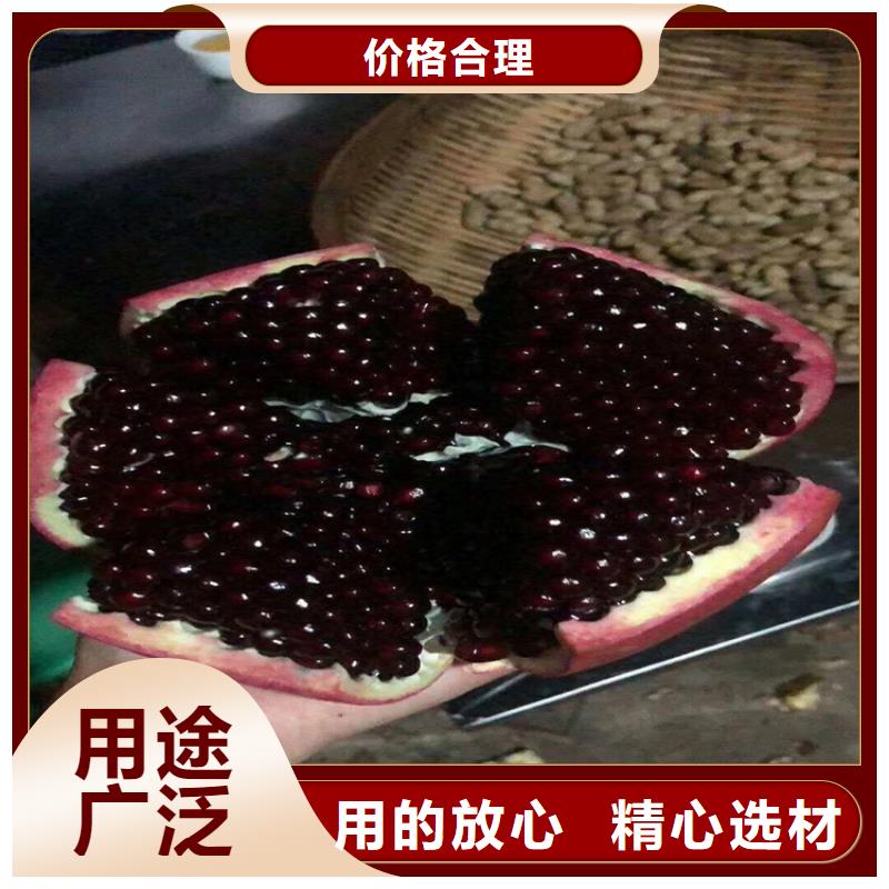 軟籽石榴苗現挖苗現發貨