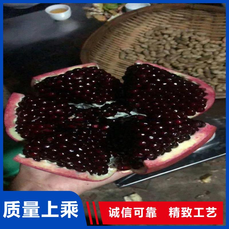 【 石榴-苹果苗用品质赢得客户信赖】由轩园为您