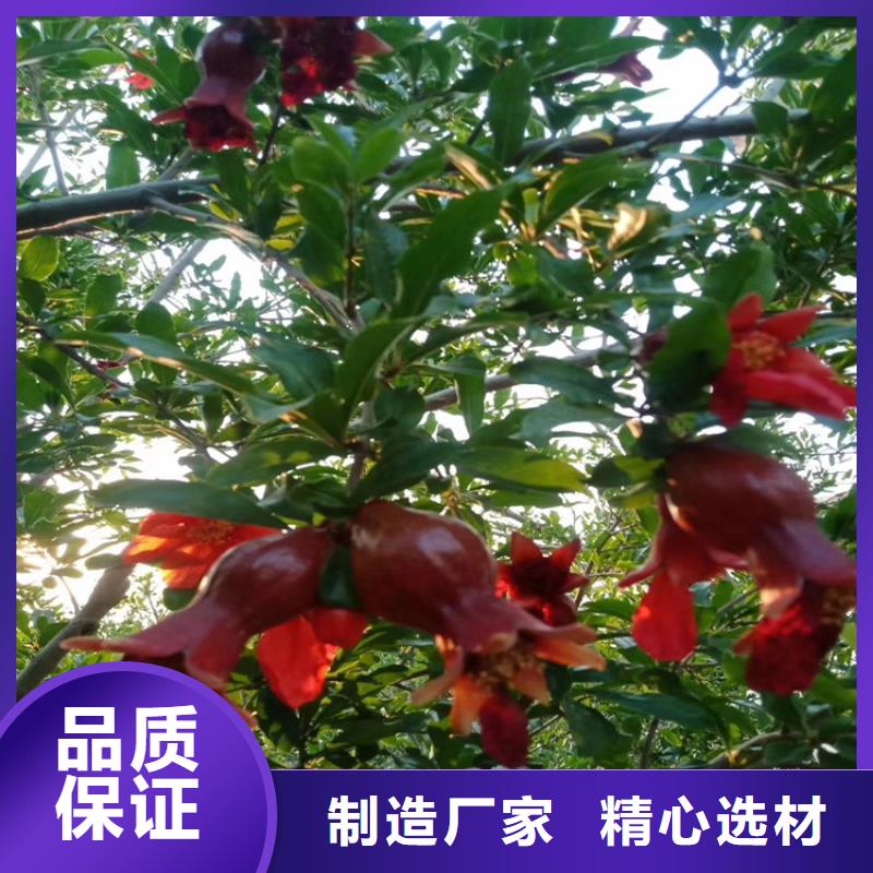 【 石榴-苹果苗用品质赢得客户信赖】