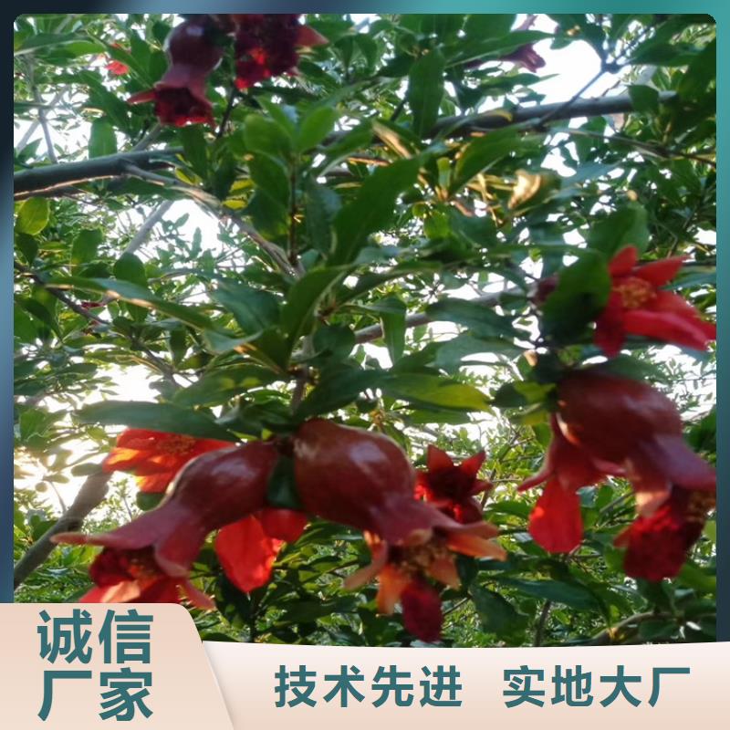 黑籽石榴苗成活率高