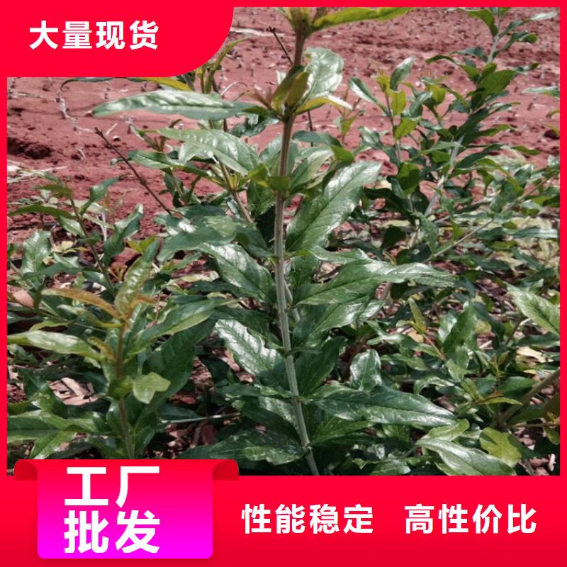 甜籽石榴樹大棚種植