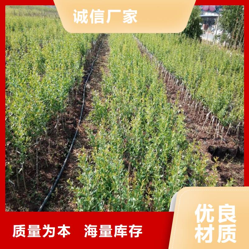 【 石榴_石榴树主推产品】-可发货到巴州|南江|遂宁|宜宾|眉山|广元|资阳