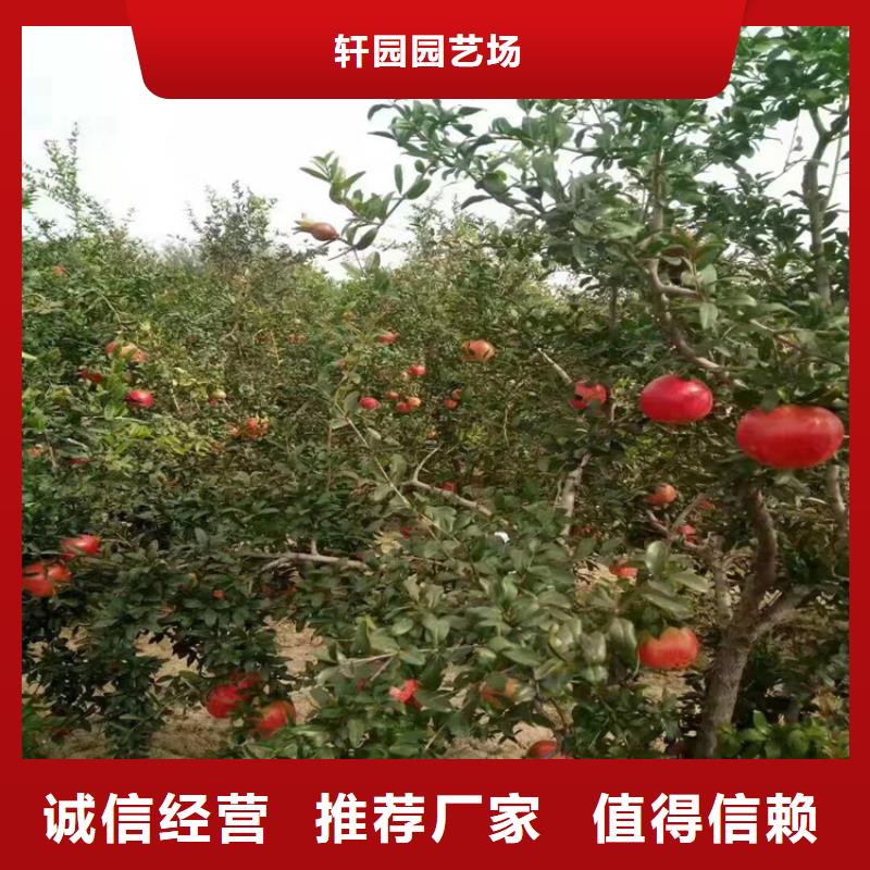 轩园梨树苗【 石榴_石榴树主推产品】qy55.com