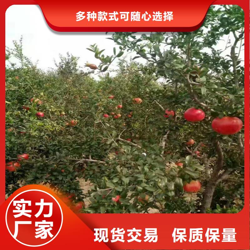 甜籽石榴苗批发零售