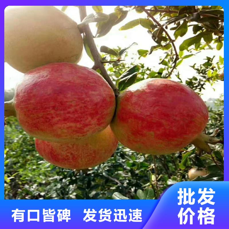 轩园梨树苗【 石榴_石榴树主推产品】qy55.com