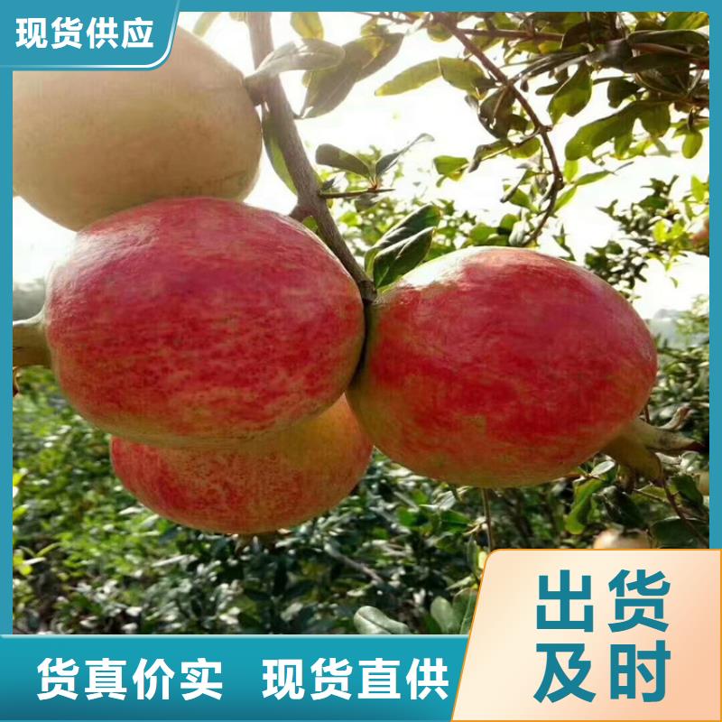 石榴櫻桃苗專業生產品質保證