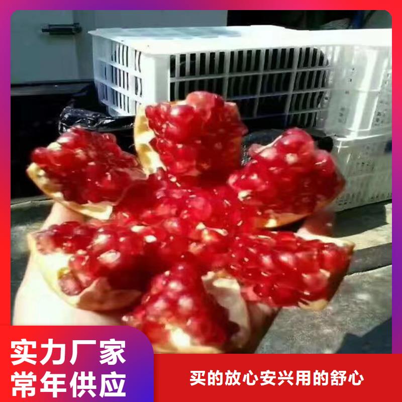 石榴蘋果苗廠家品控嚴格