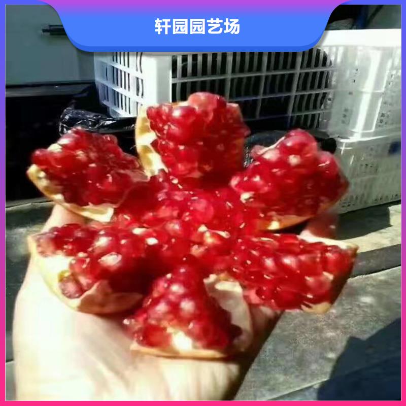 石榴苹果苗甄选好物