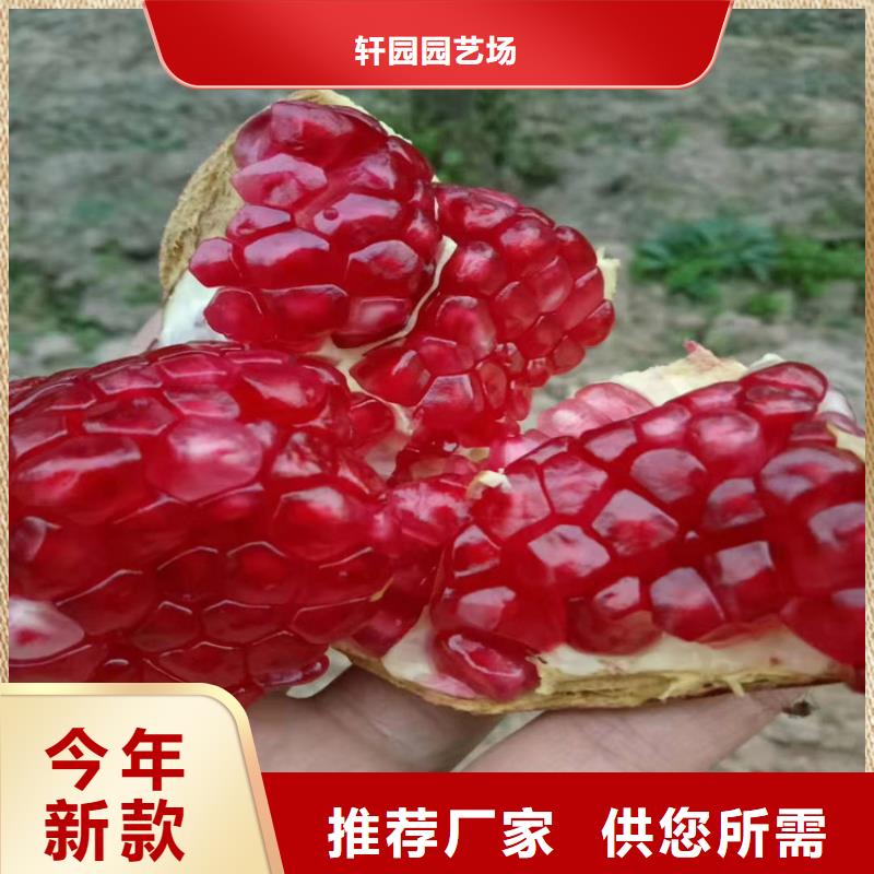 黑籽石榴树适合种植地区/轩园园艺场