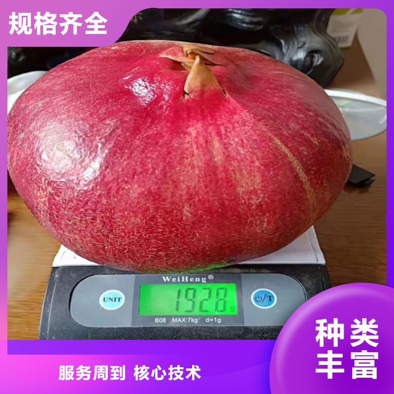 【石榴,獼猴桃苗好貨直銷】
