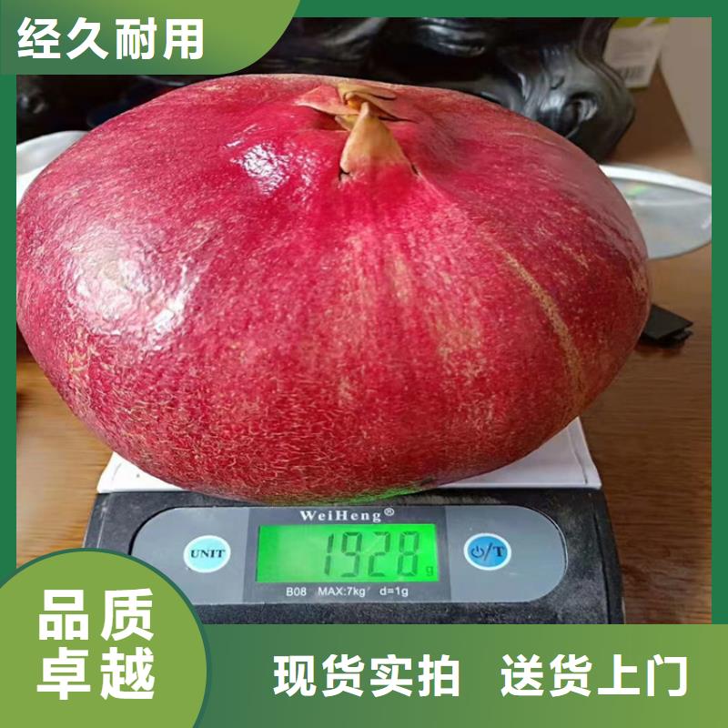 轩园梨树苗【 石榴_石榴树主推产品】qy55.com