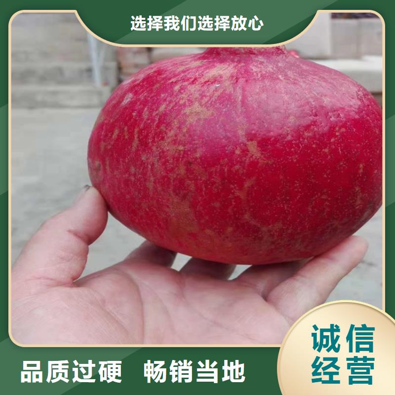 石榴,李子苗市场报价