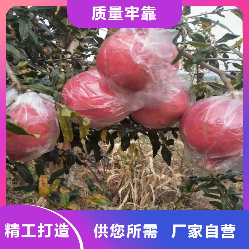 【 石榴_石榴树主推产品】-可发货到巴州|南江|遂宁|宜宾|眉山|广元|资阳