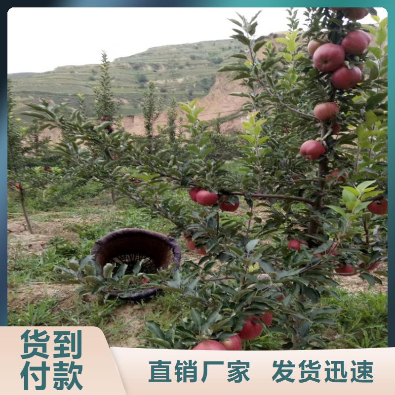 【石榴,獼猴桃苗好貨直銷】
