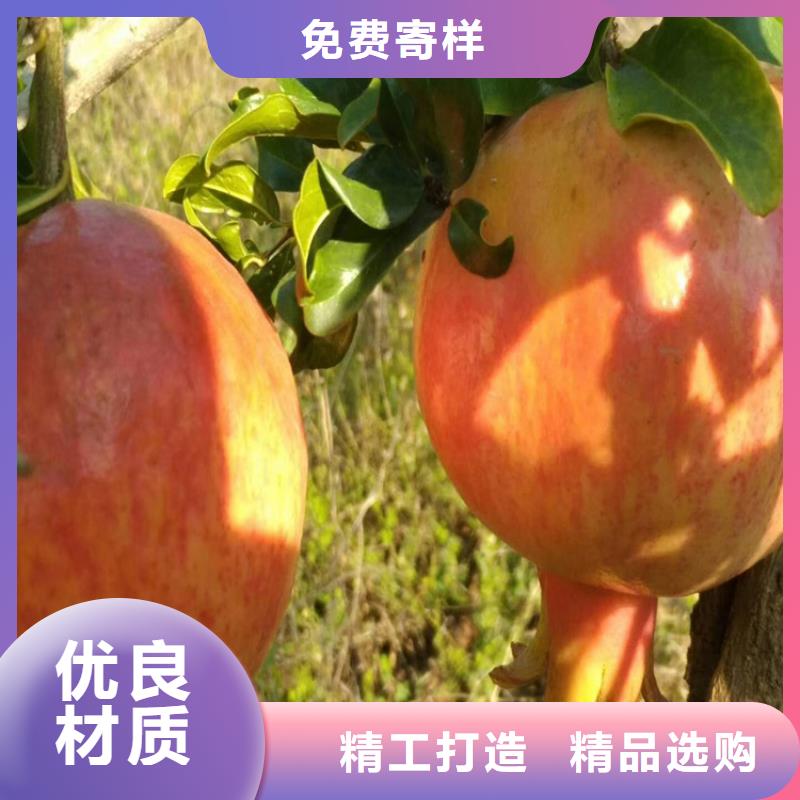 石榴樱桃苗专业生产品质保证