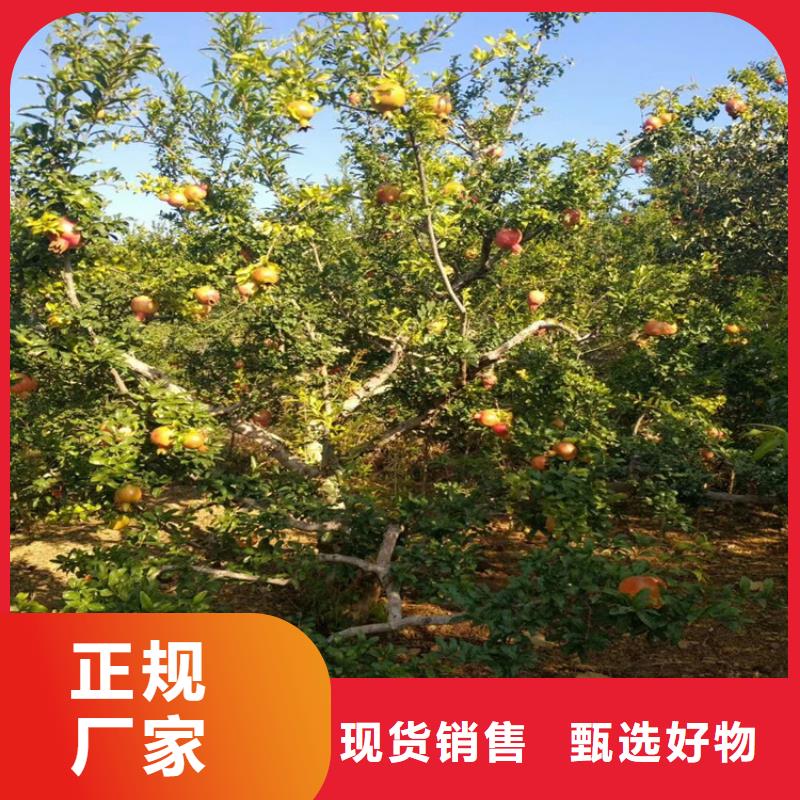 【 石榴_石榴树主推产品】-可发货到巴州|南江|遂宁|宜宾|眉山|广元|资阳