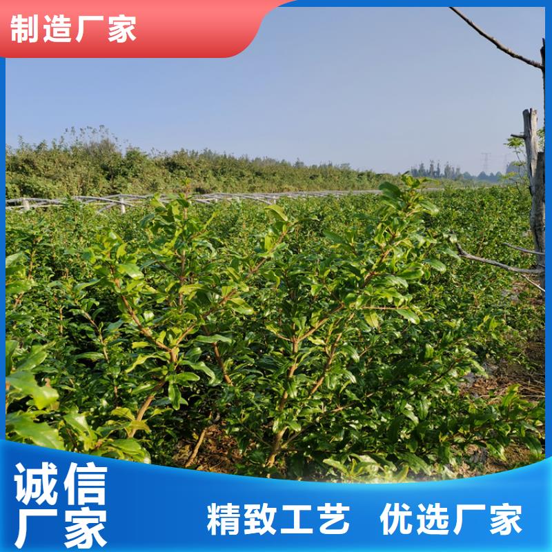 轩园梨树苗【 石榴_石榴树主推产品】qy55.com