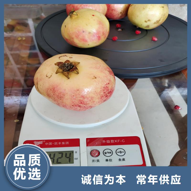 石榴-嘎啦苹果诚信商家