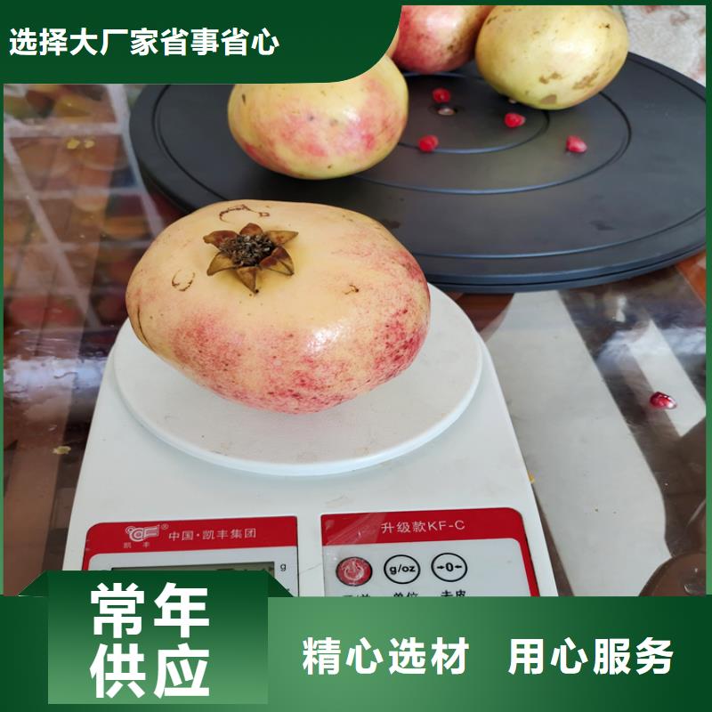【 石榴_石榴树主推产品】-可发货到巴州|南江|遂宁|宜宾|眉山|广元|资阳