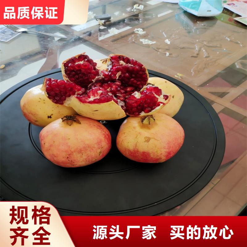 石榴苹果苗甄选好物