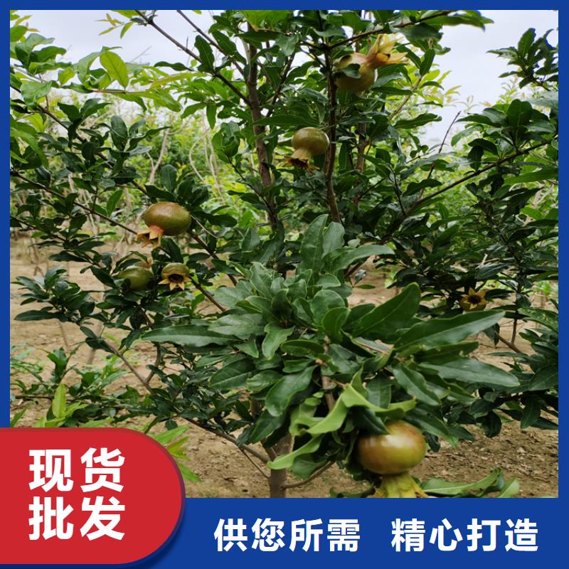 【 石榴-苹果苗用品质赢得客户信赖】由轩园为您