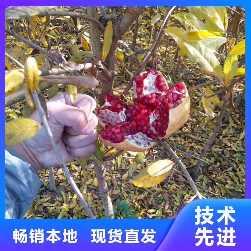 【 石榴-苹果苗用品质赢得客户信赖】