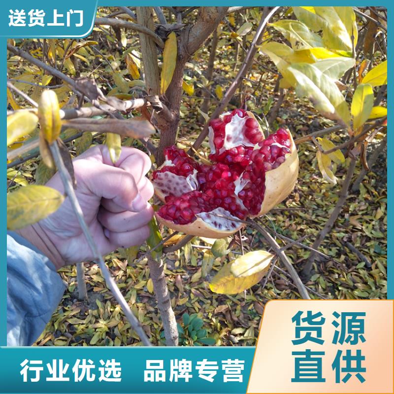 石榴-嘎啦苹果诚信商家