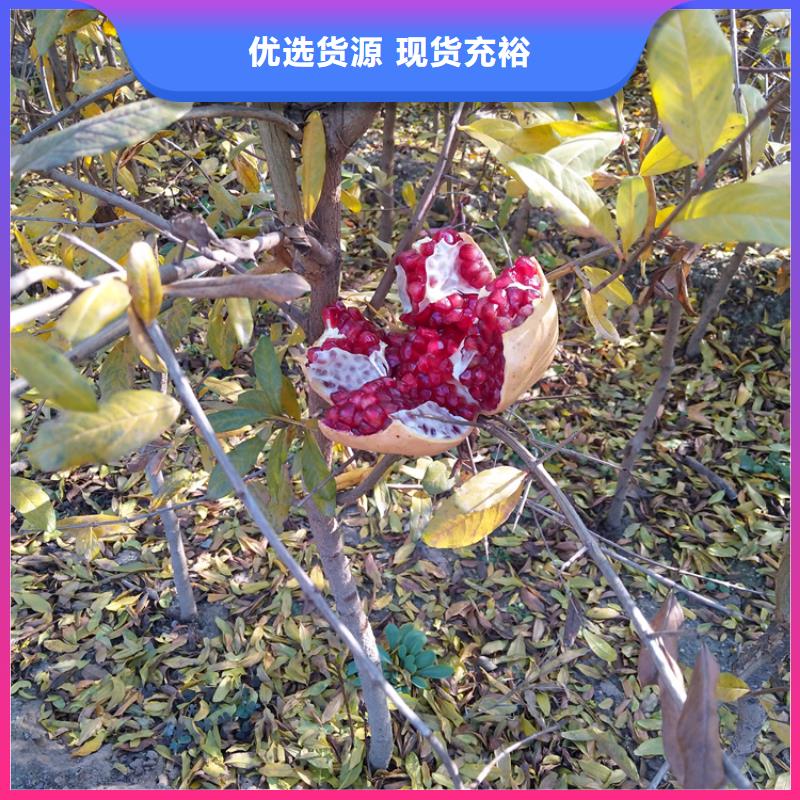 石榴梨树苗优质原料