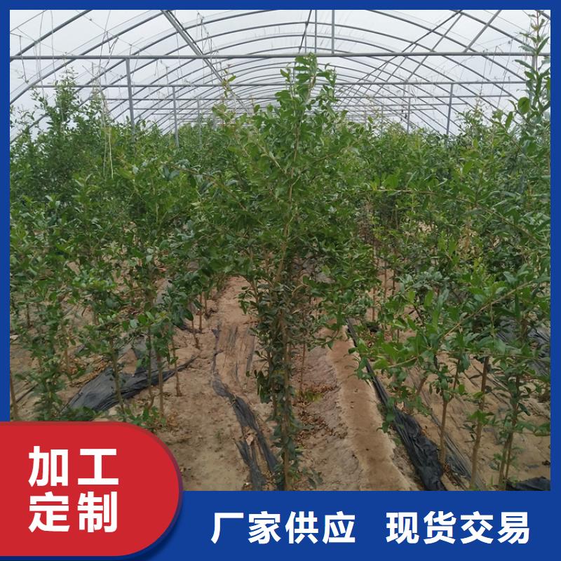石榴樱桃苗专业生产品质保证