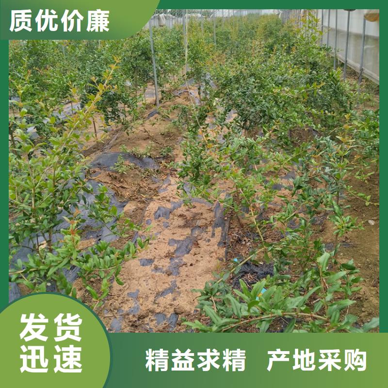 石榴苹果苗甄选好物