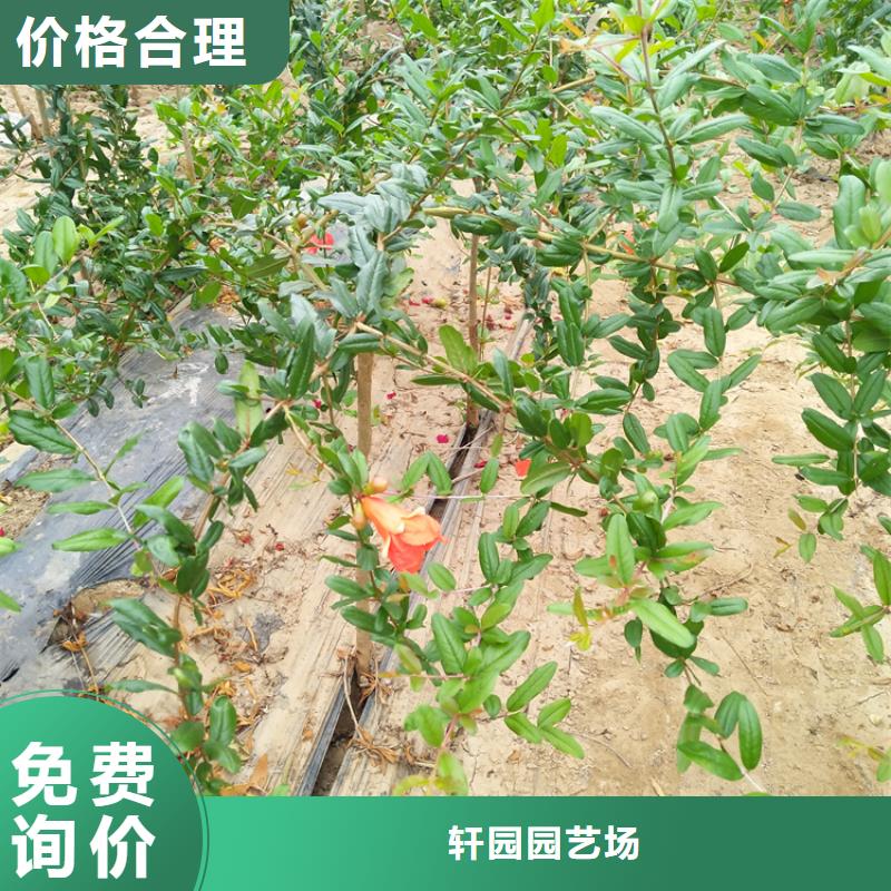 轩园梨树苗【 石榴_石榴树主推产品】qy55.com