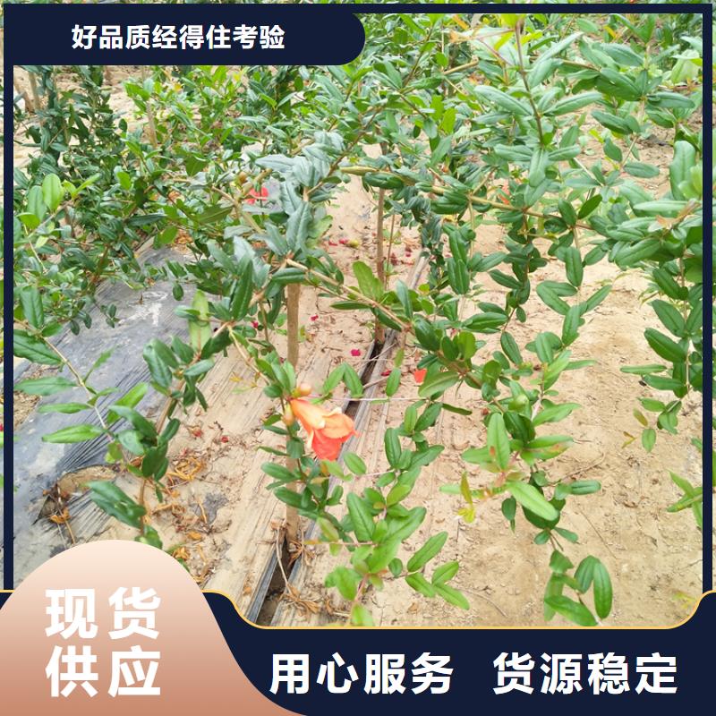 【石榴】藍莓苗省心又省錢