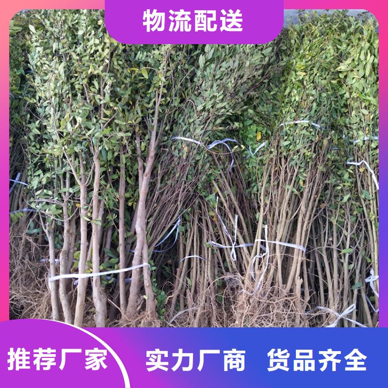 轩园梨树苗【 石榴_石榴树主推产品】qy55.com