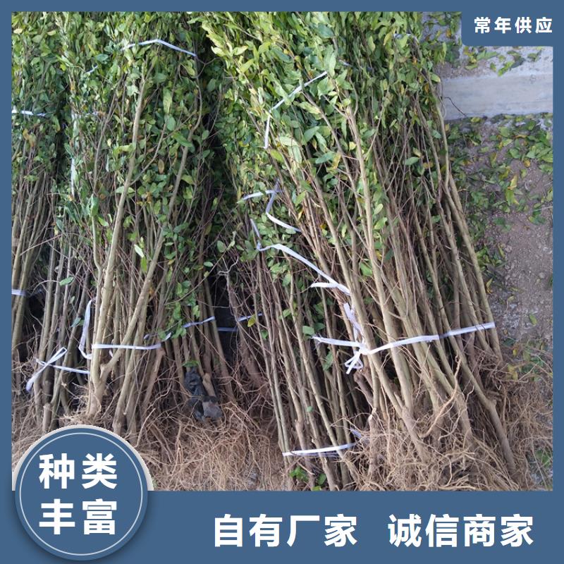 【石榴,獼猴桃苗好貨直銷】