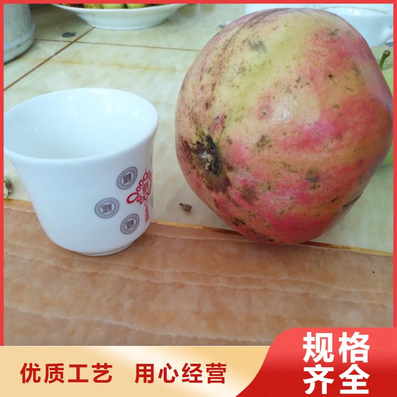 軟籽石榴苗現挖苗現發貨