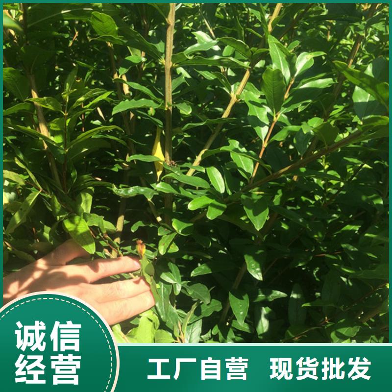 石榴-嘎啦苹果诚信商家