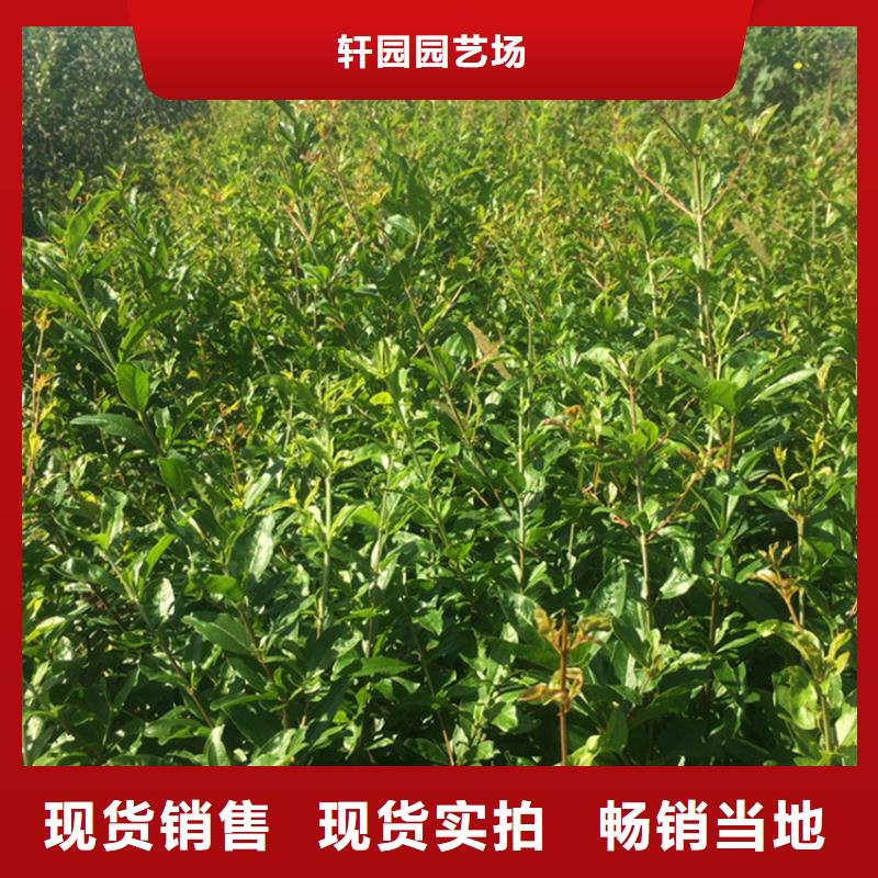 石榴梨树苗优质原料