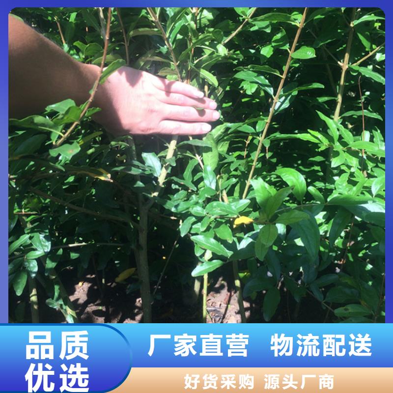 【 石榴-苹果苗用品质赢得客户信赖】