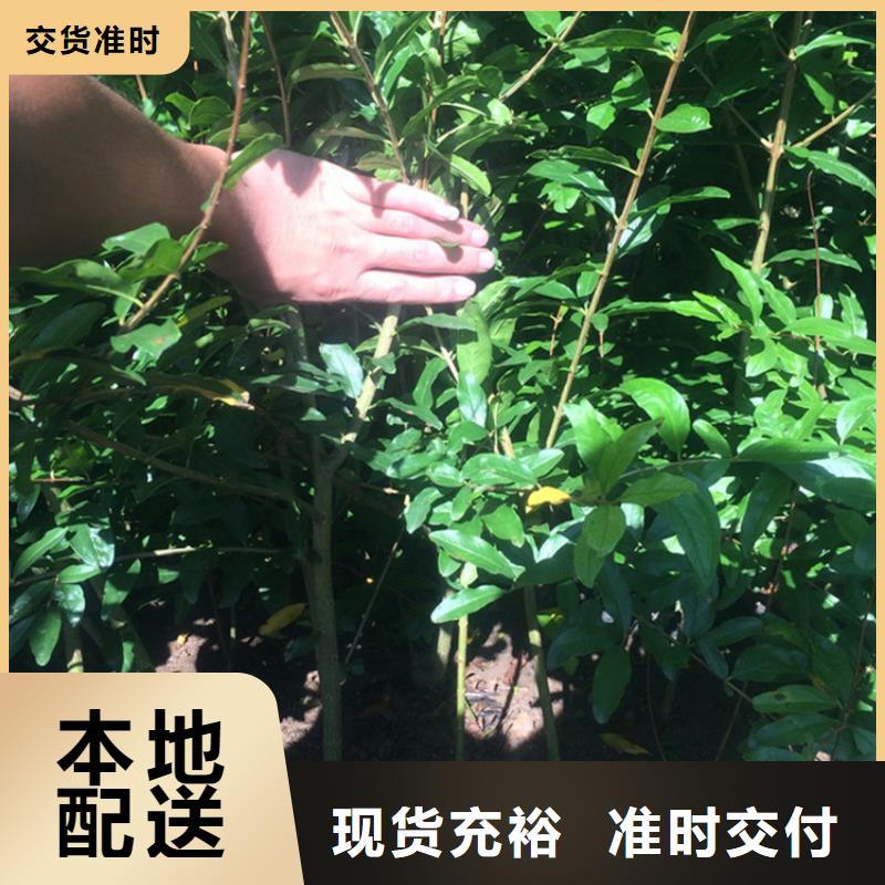 石榴苹果苗专注细节更放心
