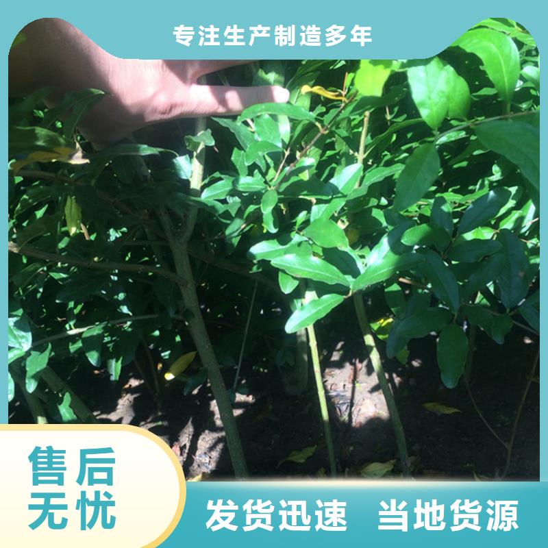 石榴杏樹苗市場行情