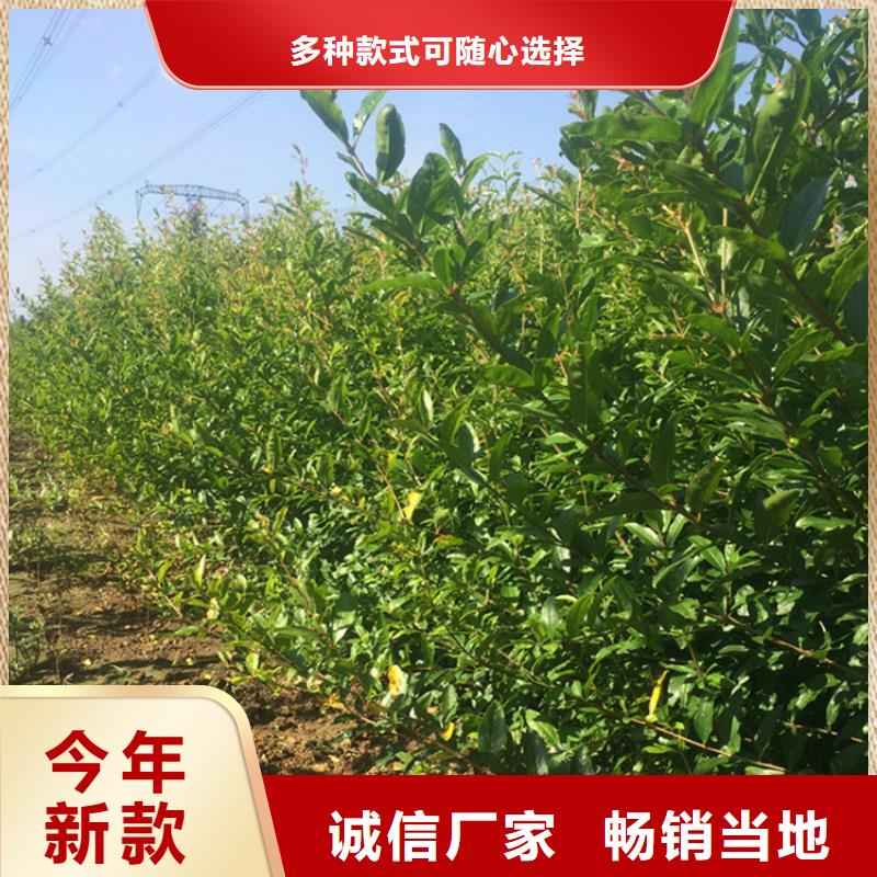 【 石榴-苹果苗用品质赢得客户信赖】