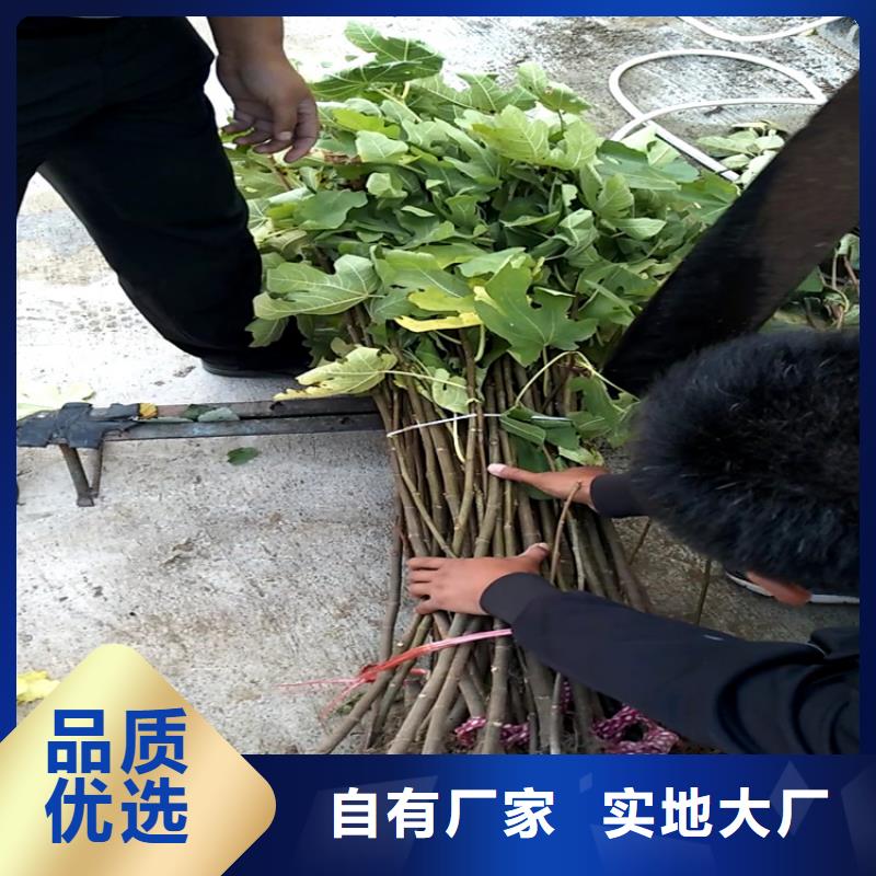 梨树苗轩园【无花果】 杏树苗工期短发货快