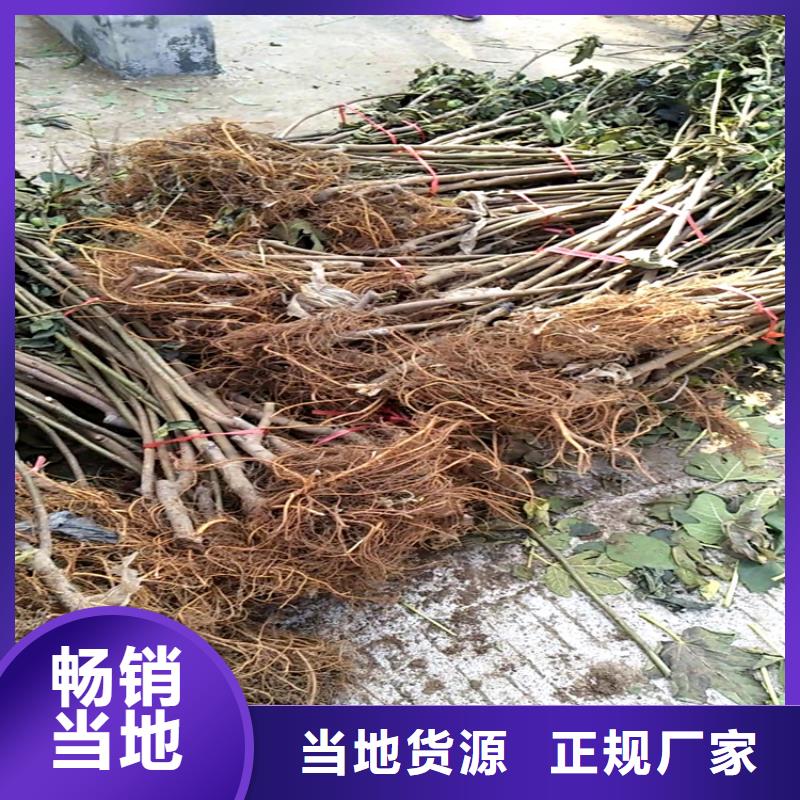 【 无花果 樱桃苗优质货源】-轩园园艺场(铜陵市分公司)-企业旺旺