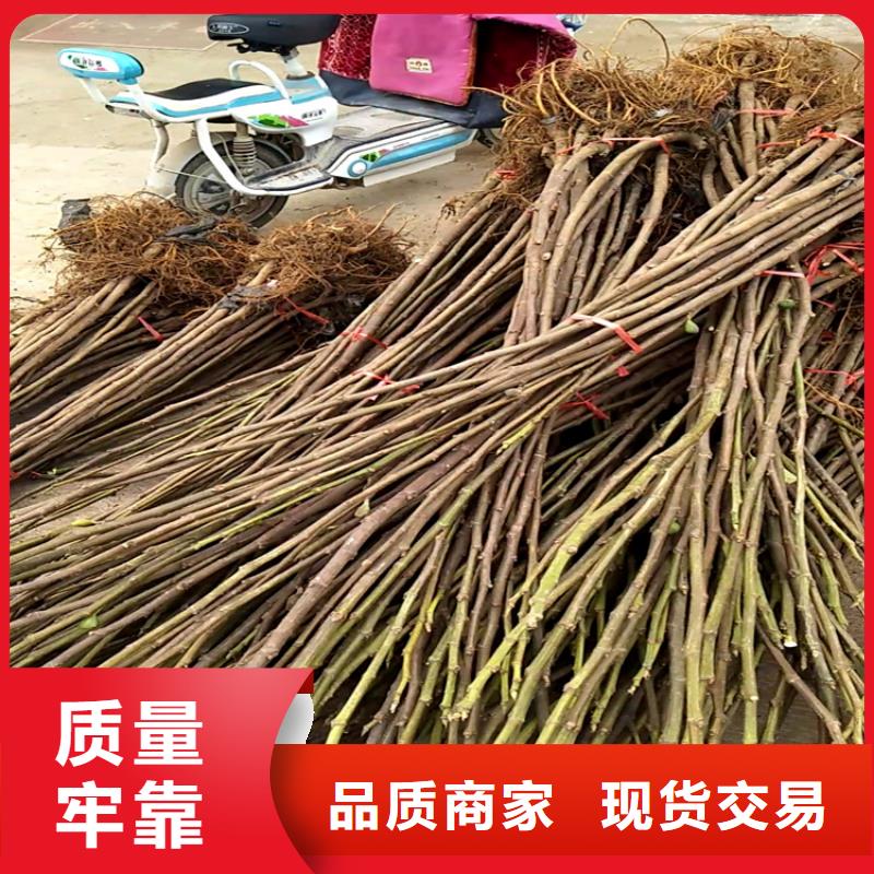 【 无花果 樱桃苗优质货源】-轩园园艺场(铜陵市分公司)-企业旺旺