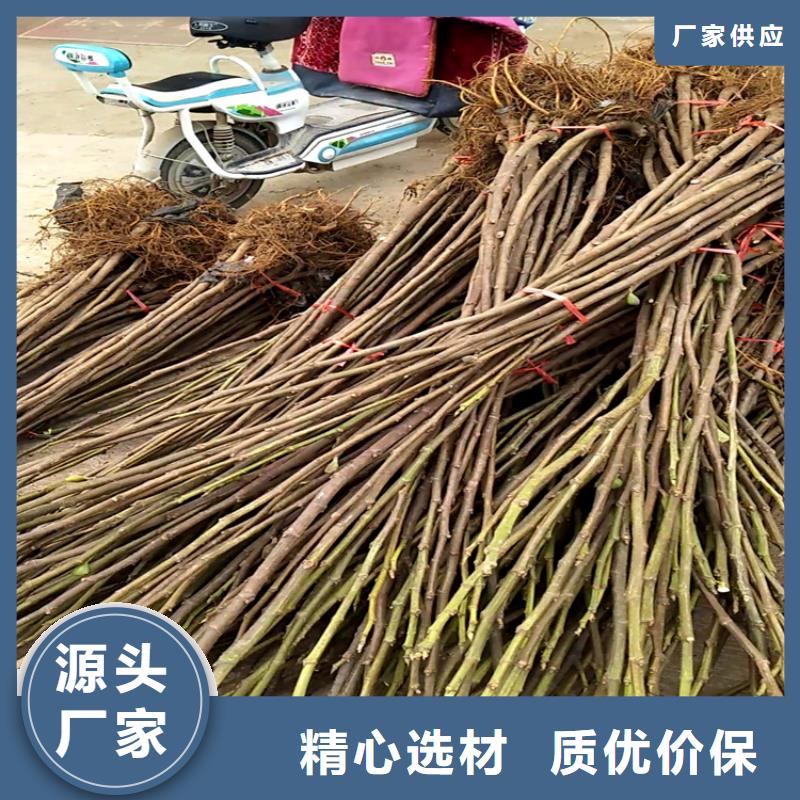 無花果蘋果苗免費詢價