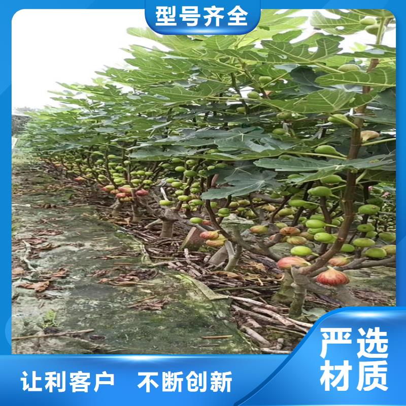 无花果_樱桃苗品种全