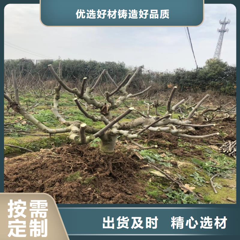 梨树苗视频-合作市梨树苗-该地可服务区域舟曲|碌曲|陇南|酒泉|兰州|嘉峪关|金昌